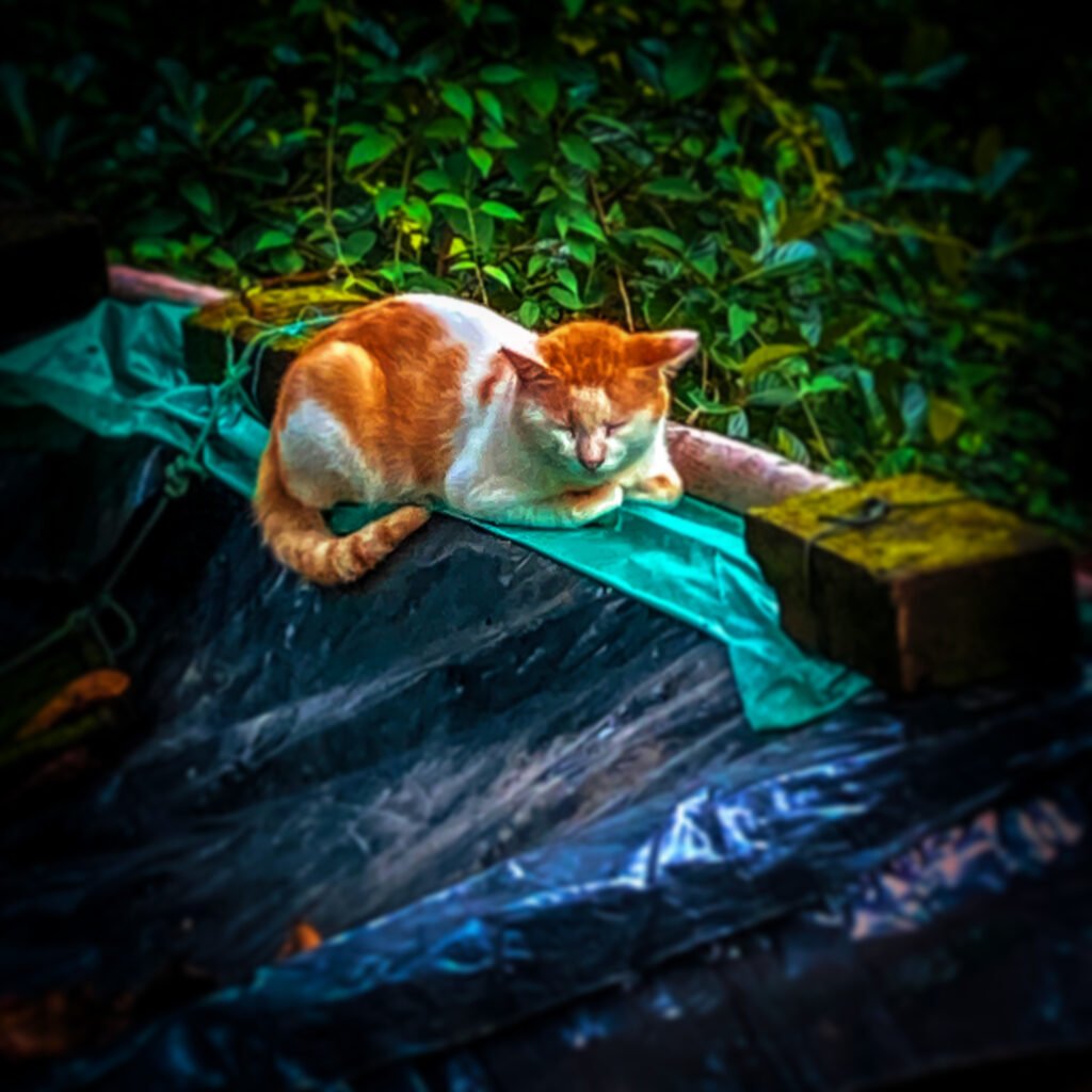 Pet photo captured with the Apple iPhone SE (2020)